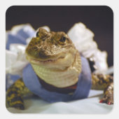 ワニおもしろいゲータ スクエアシール (正面)