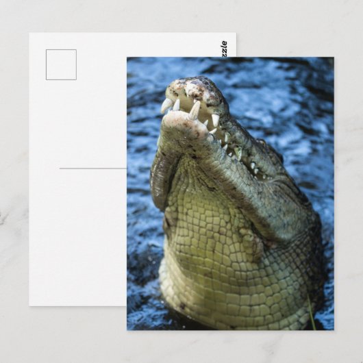 ワニの歯の水 ポストカード (正面/裏面)