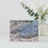 ワニの生息地 ポストカード (スタンド正面)