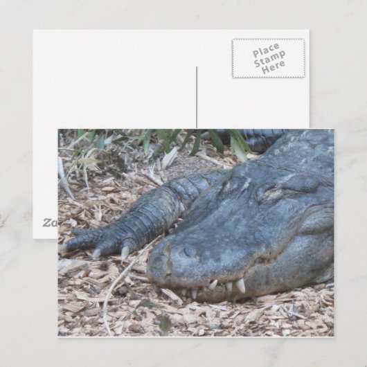ワニの生息地 ポストカード (正面/裏面)
