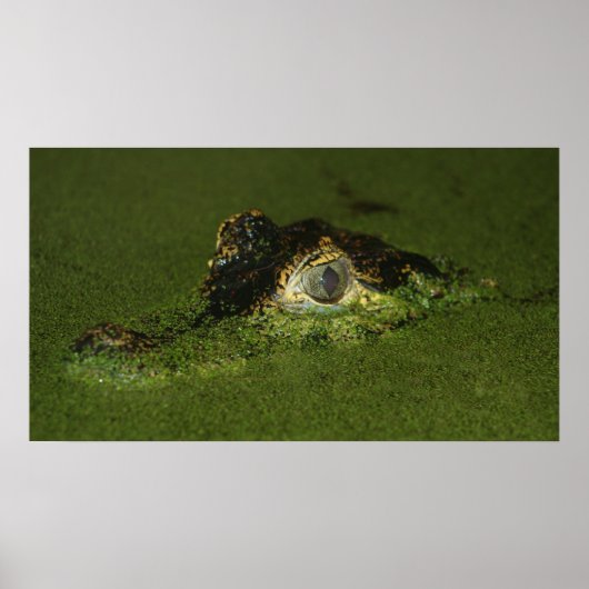 ワニの目 ポスター (正面)