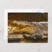 ワニはがき ポストカード (正面/裏面)