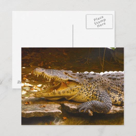 ワニはがき ポストカード (正面/裏面)