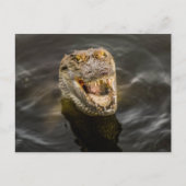 ワニはがき ポストカード (正面)