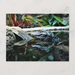 ワニ反射ショット ポストカード