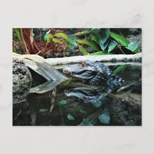 ワニ反射ショット ポストカード (正面)