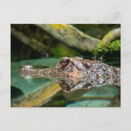 ワニ反射 ポストカード