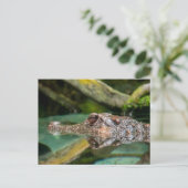 ワニ反射 ポストカード (スタンド正面)