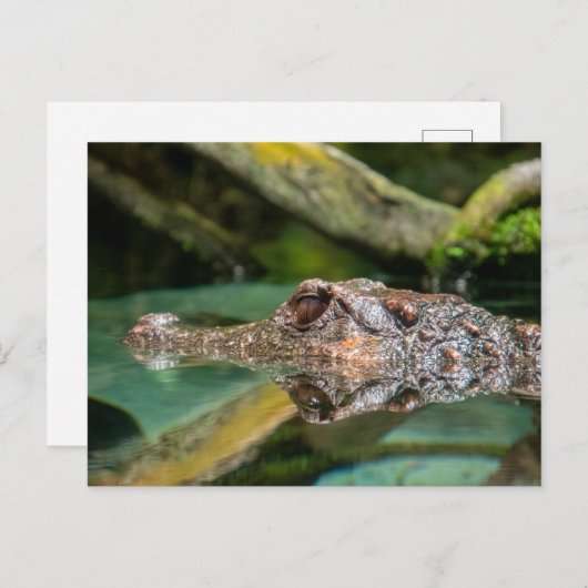 ワニ反射 ポストカード (正面/裏面)