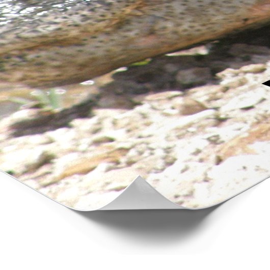 ワニ用ポスター ポスター (角)