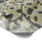 ワニ目 ポスター (角)