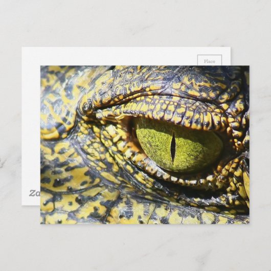 ワニ目 ポストカード (正面/裏面)
