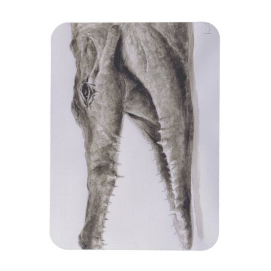 ワニ2005 マグネット (縦)