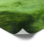 ワニ4頭 ポスター (角)