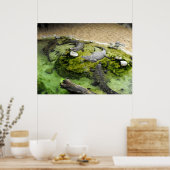 ワニ4頭 ポスター (キッチン)