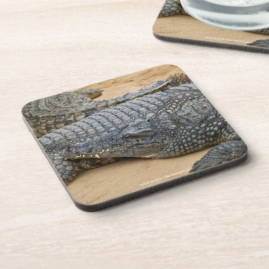 ワニ コースター (左側)