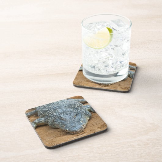 ワニ コースター (右側)