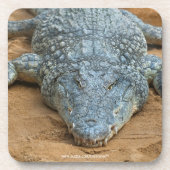 ワニ コースター (正面)