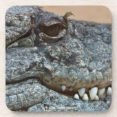 ワニ コースター (正面)