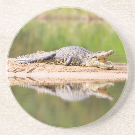 ワニ コースター (正面)