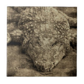ワニ タイル (正面)