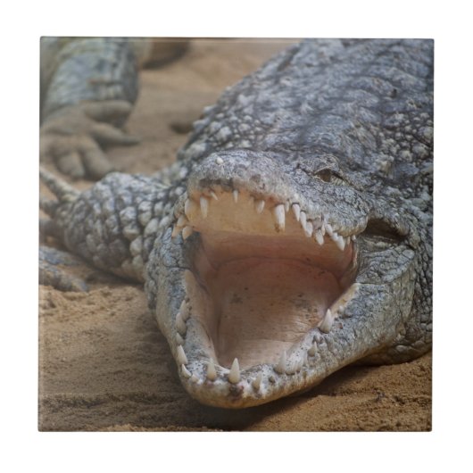 ワニ タイル (正面)