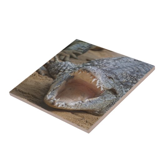 ワニ タイル (側面)