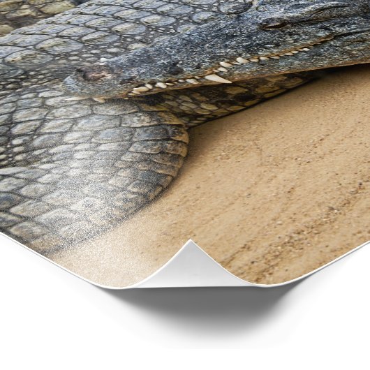 ワニ フォトプリント            (角)