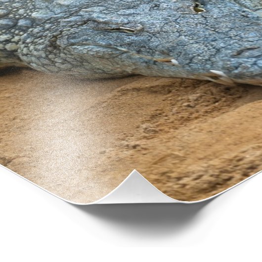 ワニ フォトプリント            (角)