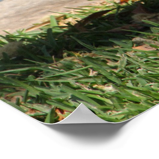 ワニ ポスター (角)