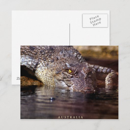 ワニ ポストカード (正面/裏面)