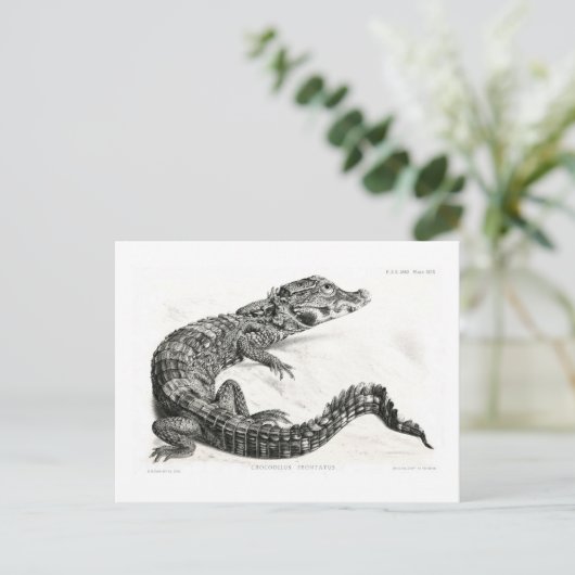 ワニ ポストカード (スタンド正面)