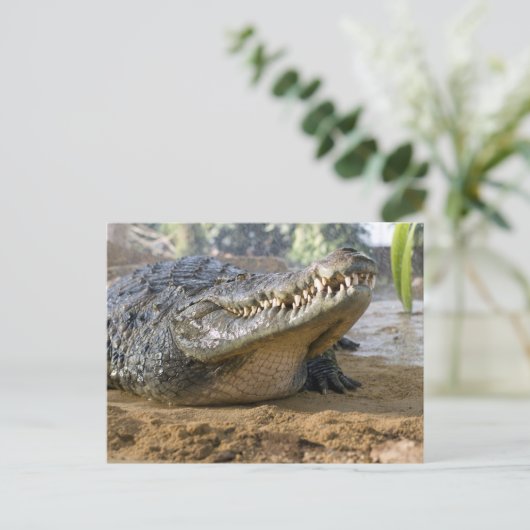 ワニ ポストカード (スタンド正面)