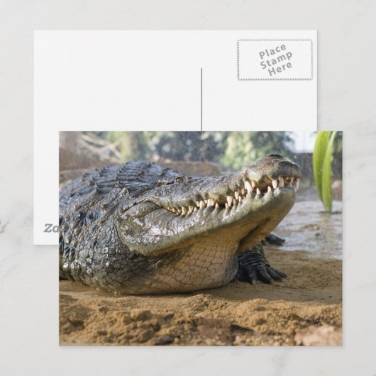 ワニ ポストカード (正面/裏面)