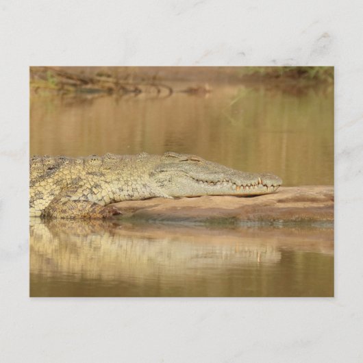 ワニ  ポストカード (正面)