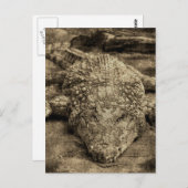 ワニ ポストカード (正面/裏面)