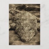 ワニ ポストカード (正面)