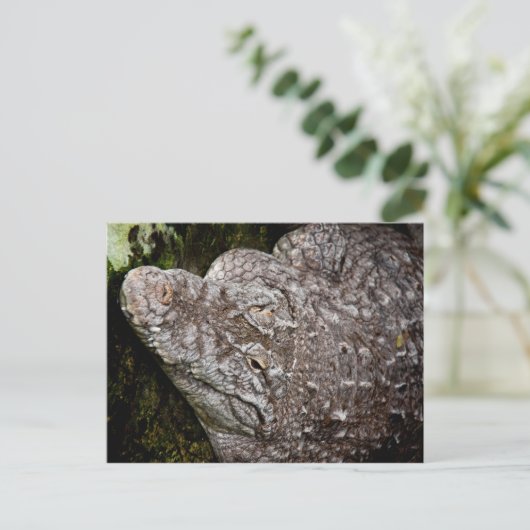 ワニ ポストカード (スタンド正面)