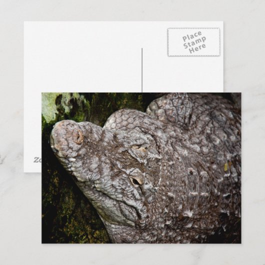 ワニ ポストカード (正面/裏面)