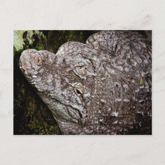 ワニ ポストカード (正面)