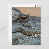 ワニ ポストカード (正面/裏面)