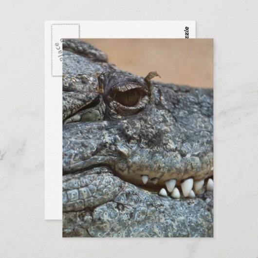 ワニ ポストカード (正面/裏面)