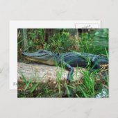 ワニ ポストカード (正面/裏面)