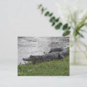 ワニ ポストカード (スタンド正面)