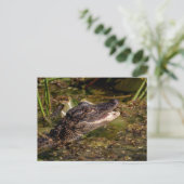 ワニ ポストカード (スタンド正面)