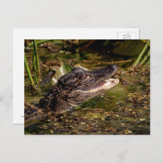 ワニ ポストカード (正面/裏面)