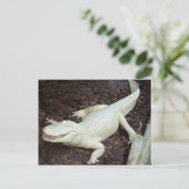 ワニ ポストカード (スタンド正面)