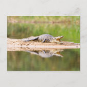 ワニ ポストカード (正面)