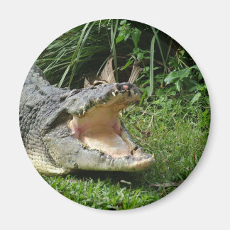 ワニ マグネット