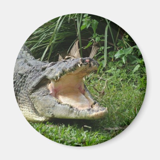 ワニ マグネット (正面)